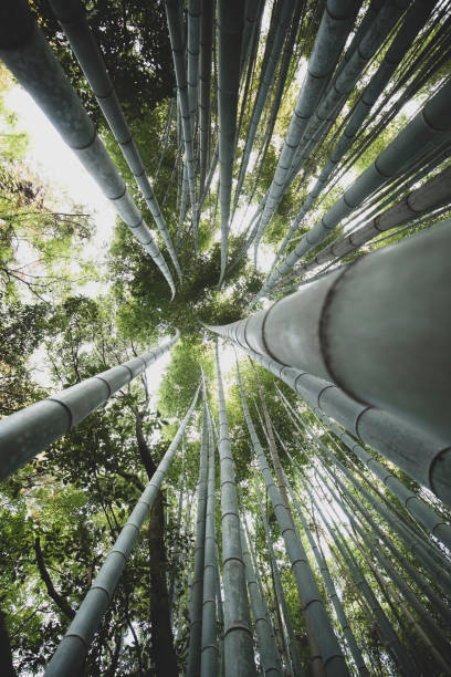 istock Bamboo Forest of Kyoto 1193399703