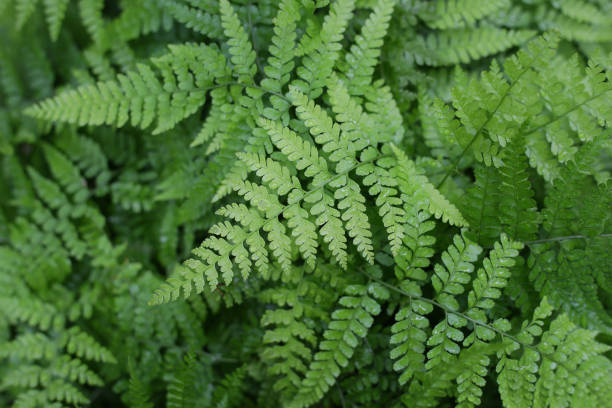 istock deer foot fern green delicate leaves 1193399752