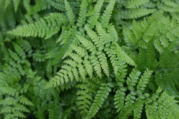 Photo of deer foot fern green delicate leaves