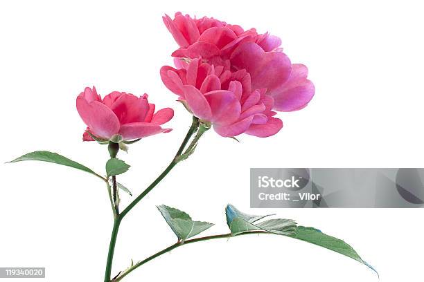 Rose Stockfoto und mehr Bilder von Baumblüte - Baumblüte, Blume, Blüte