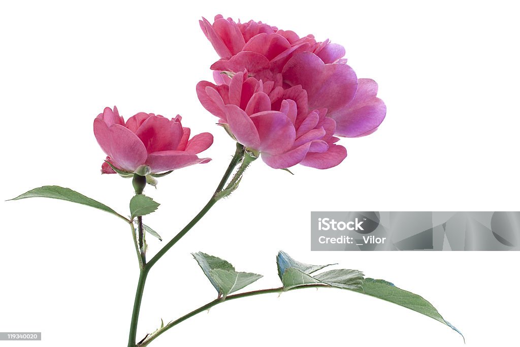 rose - Foto stock royalty-free di Bocciolo