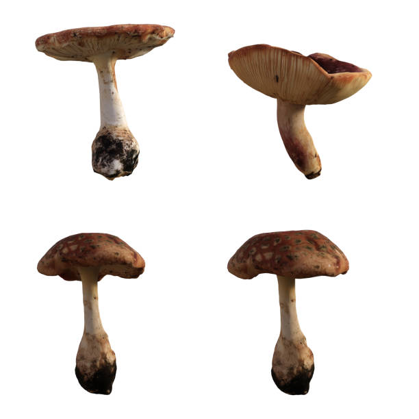 Set of mushrooms isolated on white, 3d render.