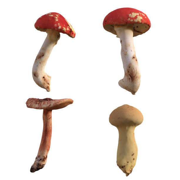 istock Set of mushrooms isolated on white, 3d render. 1193402228