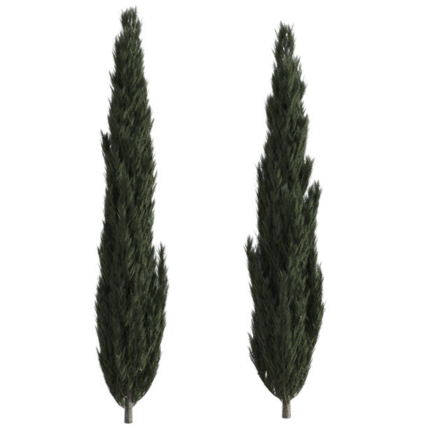istock Set of Cypress trees isolated on white, 3d render. 1193403591