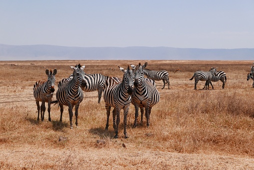 Zebra herd