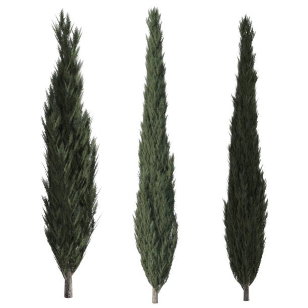 istock Set of Cypress trees isolated on white, 3d render. 1193403654