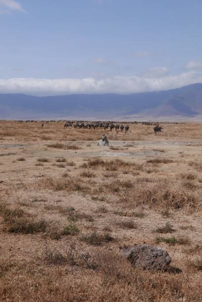 istock Zabra in Ngorongoro 1193403678
