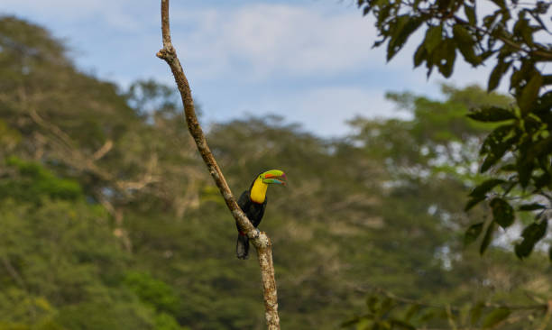 Brilliantly Colored Wild Keel-Billed Toucan in Soberania National Park of Gamboa, Panama in Central America Brilliantly Colored Wild Keel-Billed Toucan in Soberanía National Park of Gamboa, Panama soberania national park stock pictures, royalty-free photos & images