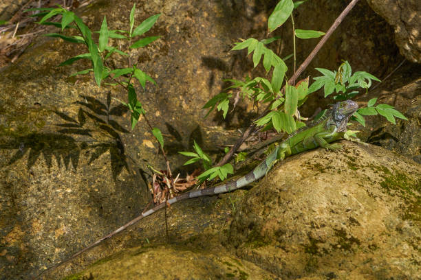Wild Iguana Lizard Sunning in Soberania National Park of Gamboa, Panama in Central America Wild Iguana lizard sunning in Soberanía National Park of Gamboa, Panama. soberania national park stock pictures, royalty-free photos & images