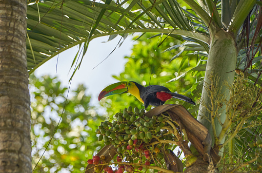 Brilliantly Colored Wild Keel-Billed Toucan in Soberanía National Park of Gamboa, Panama