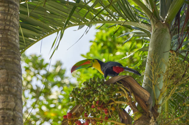 Brilliantly Colored Wild Keel-Billed Toucan in Soberania National Park of Gamboa, Panama in Central America stock photo