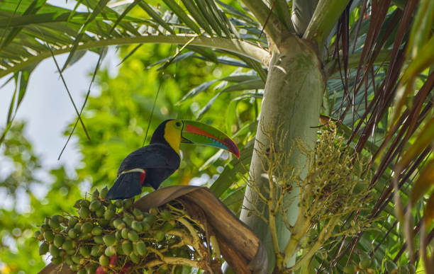 Brilliantly Colored Wild Keel-Billed Toucan in Soberania National Park of Gamboa, Panama in Central America Brilliantly Colored Wild Keel-Billed Toucan in Soberanía National Park of Gamboa, Panama soberania national park stock pictures, royalty-free photos & images