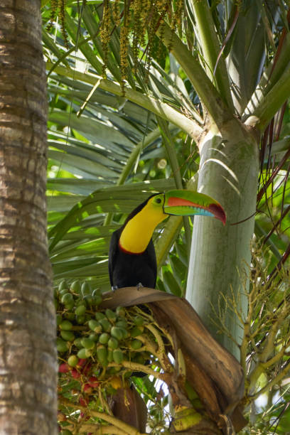 Brilliantly Colored Wild Keel-Billed Toucan in Soberania National Park of Gamboa, Panama in Central America Brilliantly Colored Wild Keel-Billed Toucan in Soberanía National Park of Gamboa, Panama soberania national park stock pictures, royalty-free photos & images