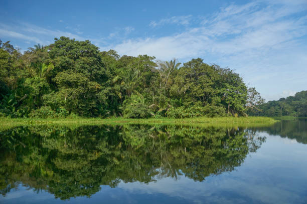 Beautiful Reflective Panama Canal in Soberania National Park of Gamboa, Panama in Central America Beautiful reflective Panama Canal in Soberanía National Park of Gamboa, Panama. soberania national park stock pictures, royalty-free photos & images