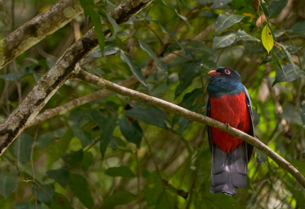 Beautiful Slaty-Tailed Trogon Male Bird in Soberania National Park of Gamboa, Panama in Central America Beautiful Slaty-Tailed Trogon male bird in Soberanía National Park of Gamboa, Panama. soberania national park stock pictures, royalty-free photos & images