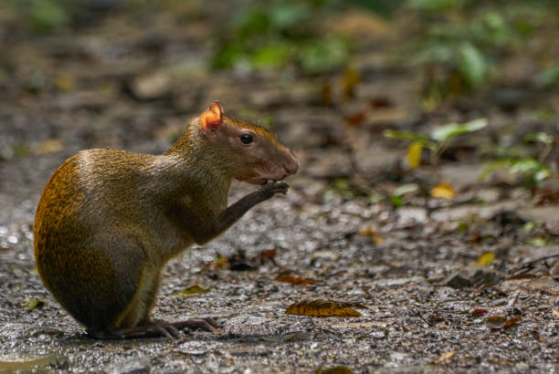 Wild Cute Agouti in Soberania National Park of Gamboa, Panama in Central America Wild cute agouti in Soberanía National Park of Gamboa, Panama soberania national park stock pictures, royalty-free photos & images