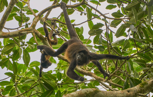 Coiba Black Island howler Monkey on a tree in Colombia