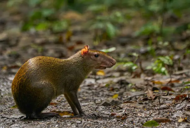 Wild cute agouti in Soberanía National Park of Gamboa, Panama