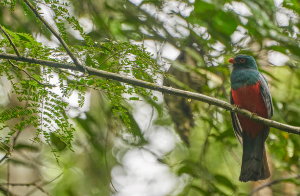 Beautiful Slaty-Tailed Trogon Male Bird in Soberania National Park of Gamboa, Panama in Central America Beautiful Slaty-Tailed Trogon male bird in Soberanía National Park of Gamboa, Panama. soberania national park stock pictures, royalty-free photos & images