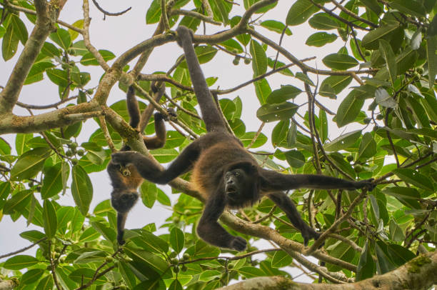 Wild Female Howler Monkey in Soberania National Park of Gamboa, Panama in Central America Wild female Howler Monkey in Soberanía National Park of Gamboa, Panama. soberania national park stock pictures, royalty-free photos & images