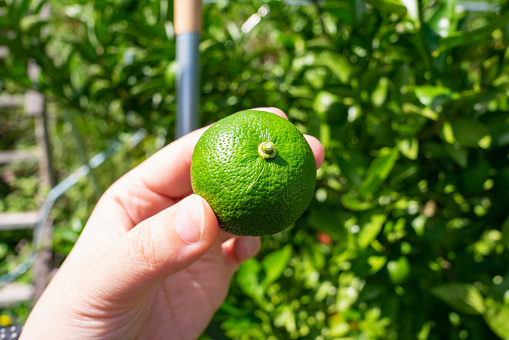Sudachi is a citrus fruit of an evergreen broad-leaf tree in the Rutaceae family. It is popular in Japan, where its juice is used to improve the taste of many dishes, especially cooked fish, sashimi.