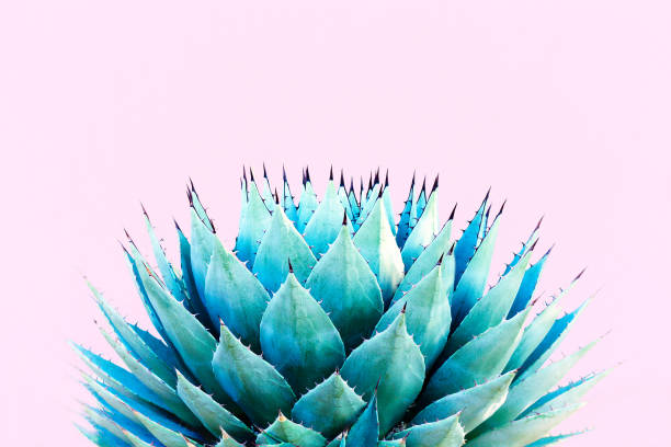 istock Blue Agave (American Aloe) Plant; Millennial Pink Background 1193408640