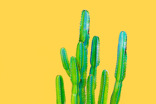 The Candelabra tree cactus (euphorbia ingens) against a bright yellow background. Copy space available.