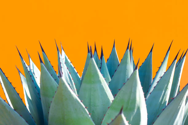 istock Blue Agave (American Aloe) Plant; Orange Background 1193408699