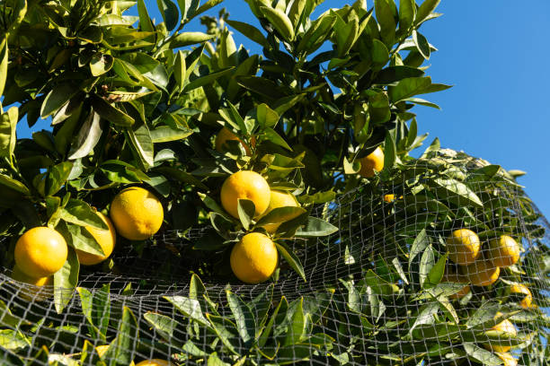 oranger protégé avec le filet d'oiseau - grapefruit citrus fruit water fruit photos et images de collection