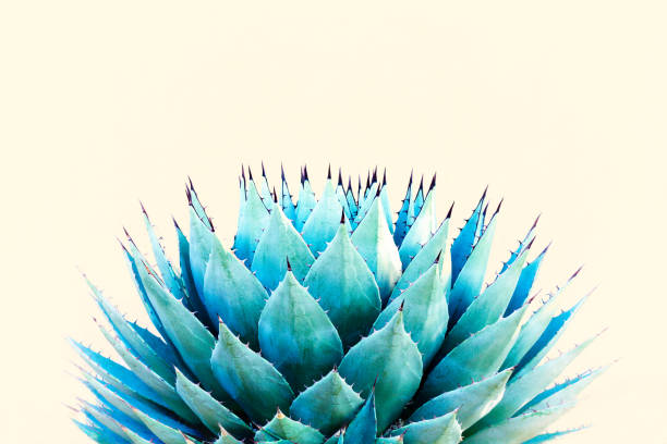 istock Blue Agave (American Aloe) Plant; Pale Yellow Background 1193408728