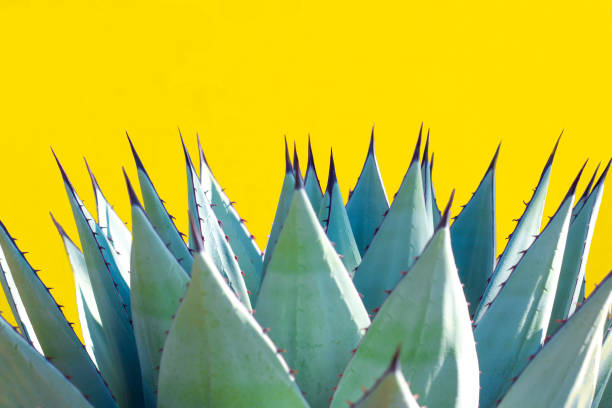 istock Blue Agave (American Aloe) Plant; Vibrant Yellow Background 1193408774