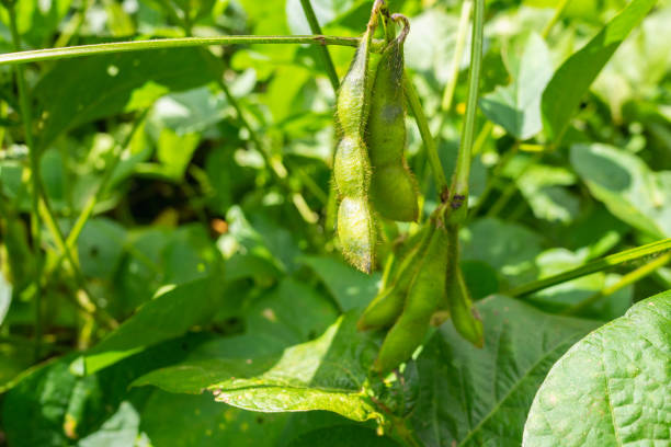 edamame ist eine zubereitung von unreifen sojabohnen in der hülse, die in küchen mit ursprung in ostasien gefunden wird. die hülsen werden gekocht oder gedämpft und können mit salz oder anderen gewürzen serviert werden. - soybean bean edamame pod stock-fotos und bilder