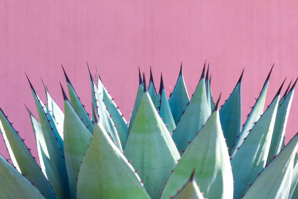 istock Blue Agave (American Aloe) Plant; Pink Background 1193409337