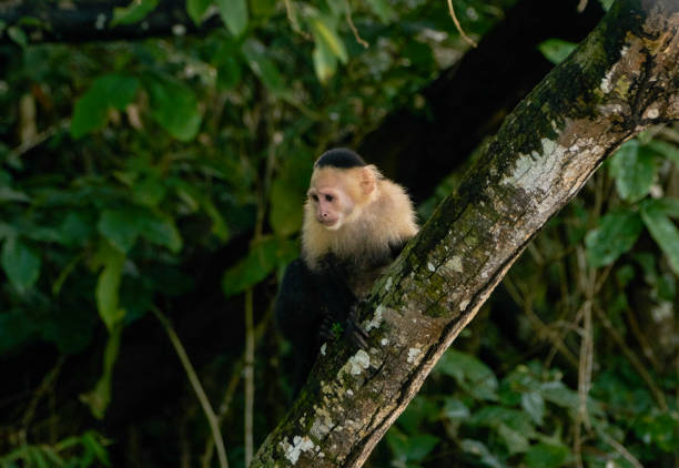Cute Wild White-Throated Capuchin Monkey in Soberania National Park of Gamboa, Panama in Central America Wild White-Throated Capuchin Monkey in Soberanía National Park of Gamboa, Panama soberania national park stock pictures, royalty-free photos & images