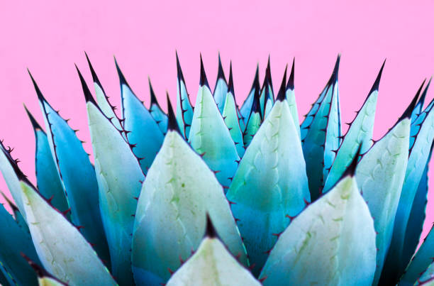 Blue Agave (American Aloe) Plant; Vibrant Pink Background A spiky blue agave (American aloe) plant against a vibrant pink background. Copy space available above the plant. Concepts: teamwork, unity, working together, togetherness, sharp, sharp team. blue agave photos stock pictures, royalty-free photos & images