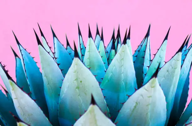 A spiky blue agave (American aloe) plant against a vibrant pink background. Copy space available above the plant. Concepts: teamwork, unity, working together, togetherness, sharp, sharp team.