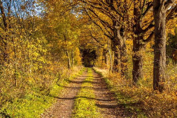 Rural autumn lane with yellow foliage on dutch countryside