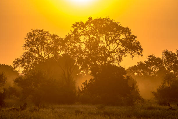 istock Orange morning light on S100 Kruger 1193411636