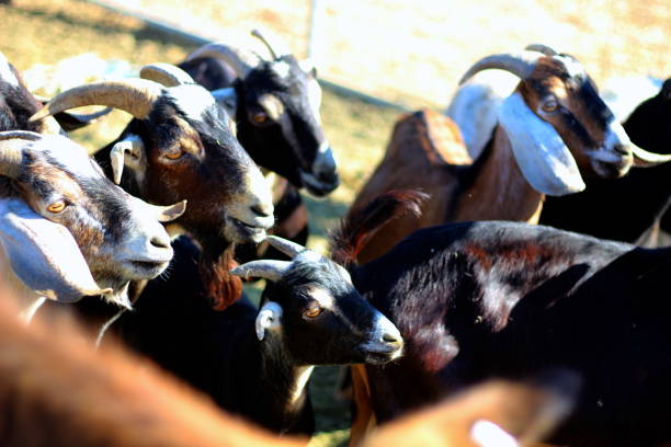 istock Goats on the Farm 1193412444