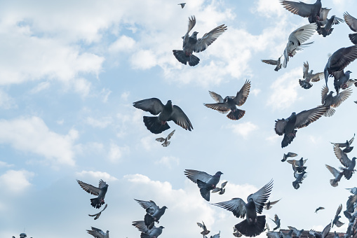 A large flock of pigeons flying in the sky