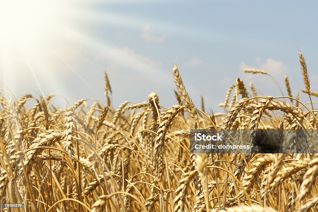 Campo de trigo prontos para a colheita - Foto de stock de Agricultura royalty-free