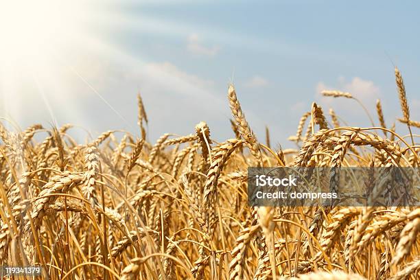 Foto de Campo De Trigo Prontos Para A Colheita e mais fotos de stock de Agricultura - Agricultura, Amarelo, Beleza natural - Natureza