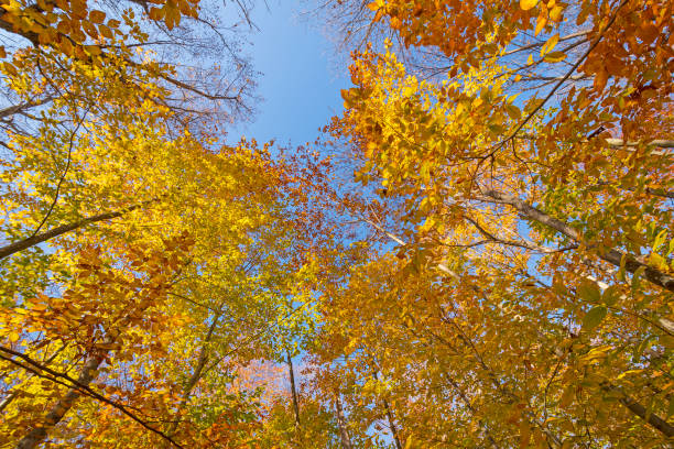 istock Looking up to the Autumn Colors 1193414641