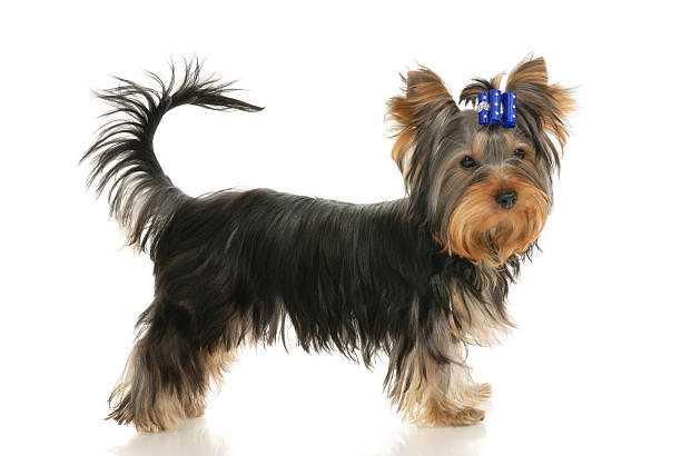 Terrier de Yorkshire - foto de stock