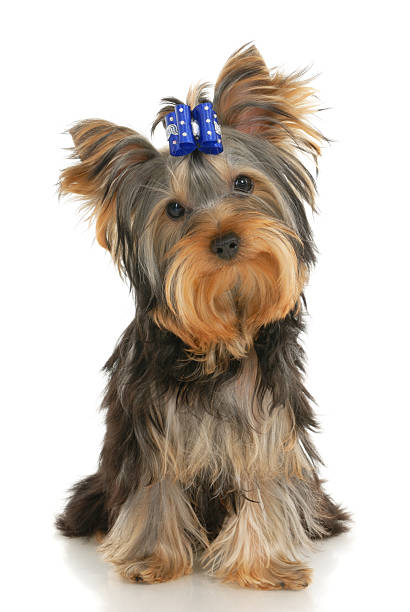 Terrier de Yorkshire - foto de stock