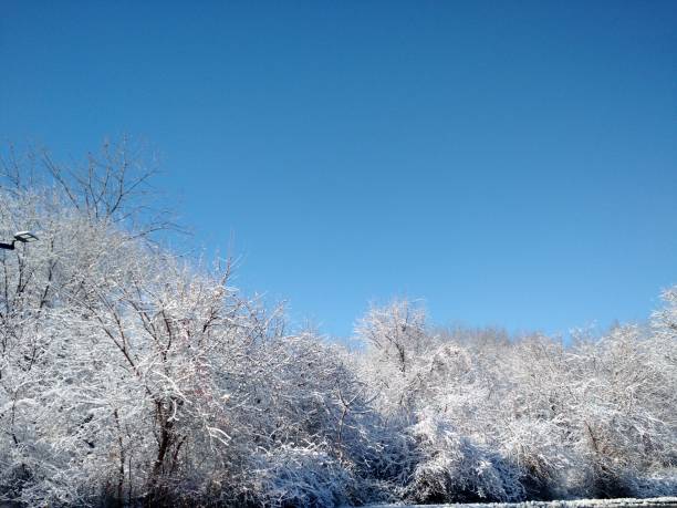 Fresh Snow and ice clinging to trees