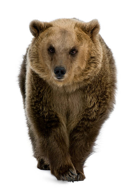 istock Front view of Brown Bear, 8 years old, walking. 119341615