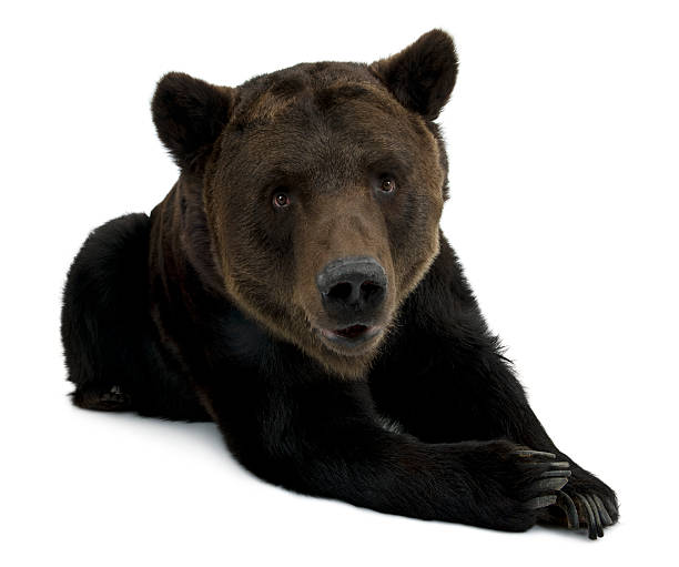 istock Siberian Brown Bear, 12 years old, lying down. 119341617