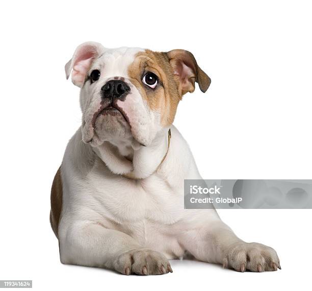 Foto de Inglês Bulldog Cachorrinho 3 Meses Mentiras E Olhando Para Cima e mais fotos de stock de Animal