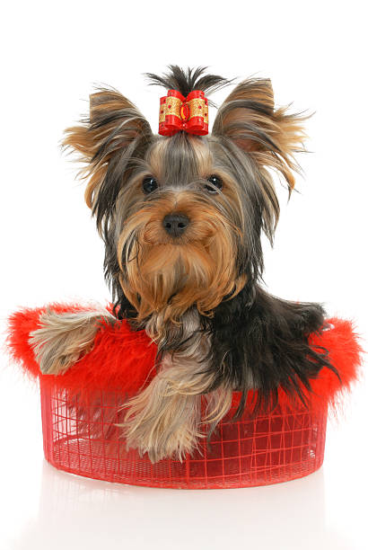 Yorkshire Terrier – zdjęcie